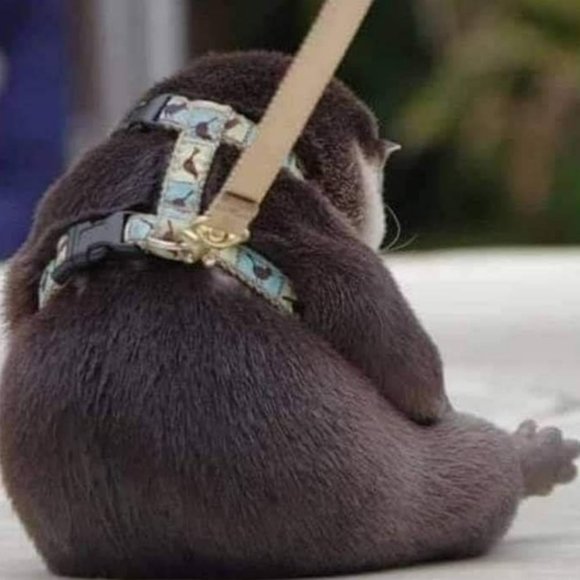 Meet your Posher, Posh - Picture 1 of 1